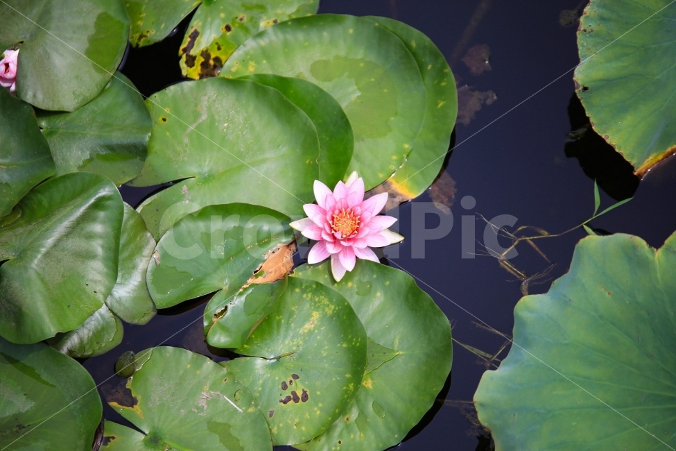 운암지,수련,분홍,연꽃,봄,꽃,식물,풍경,식물,자연,plants,nature,꽃,flower