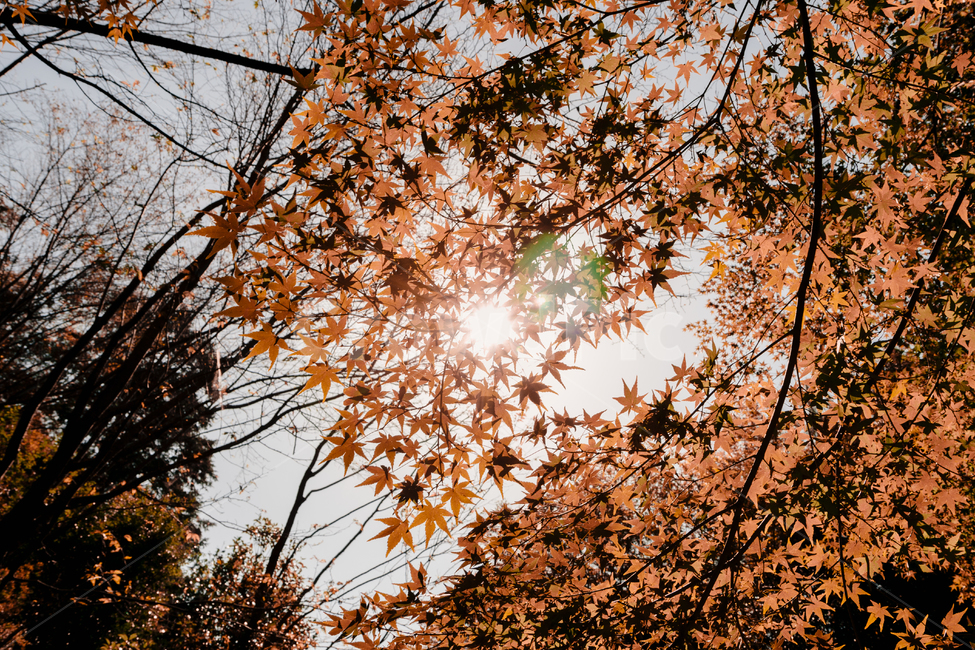 단풍,가을,자연,식물,풍경,나무,가을,계절,fall,autumn,season,leaf,잎,plant,tree