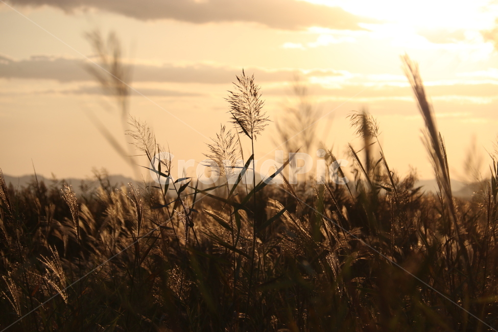갈대,가을,노을,억새,풀,풍경,가을,계절,fall,autumn,season,식물,자연,plants,nature,grass,잔디,plant,lawn,reed
