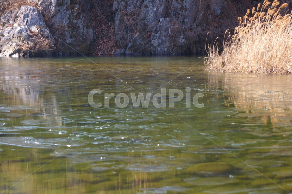겨울,풍경,야외,nature,자연,outdoors,옥외,plant,식물,grass,water,물,얼음,자연,풍경,nature,landscape