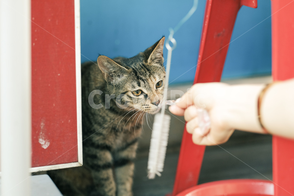 고양이,야옹이,길고양이,길냥이,캣맘,야옹,캣,동물,animal,포유류,mammal,고양이,cat,kitten,kitty