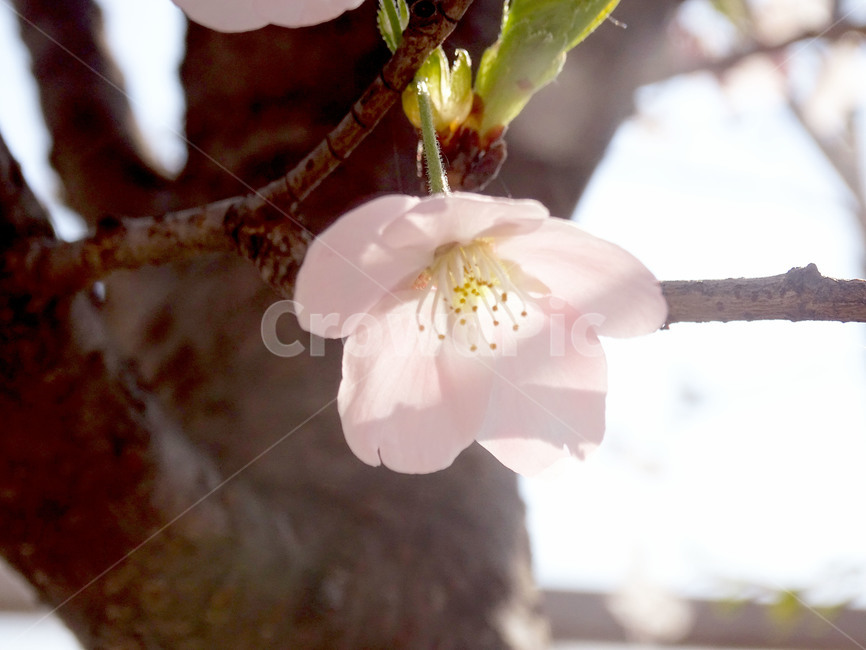 벚꽃,봄,나무,식물,꽃,식물,자연,plants,nature,꽃,flower