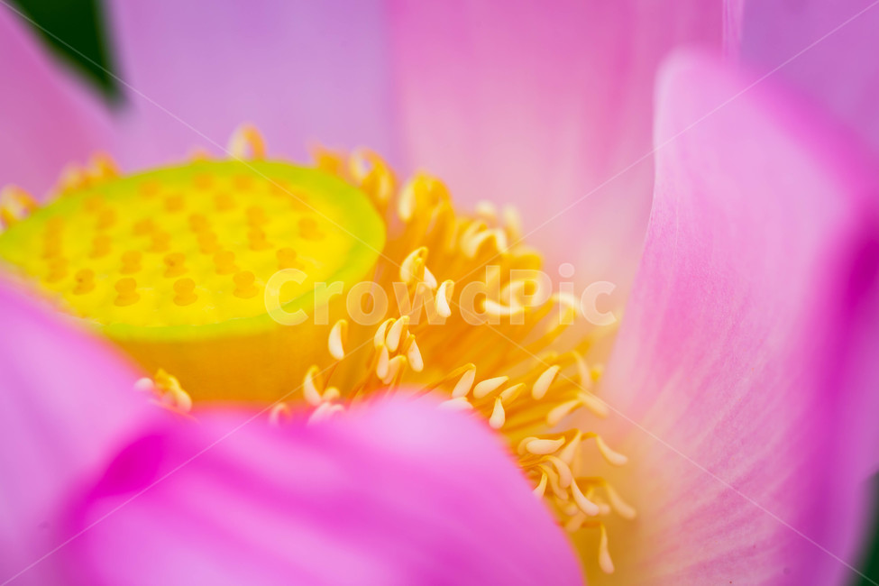 연꽃,연꽃잎,연꽃수술,연,수줍음