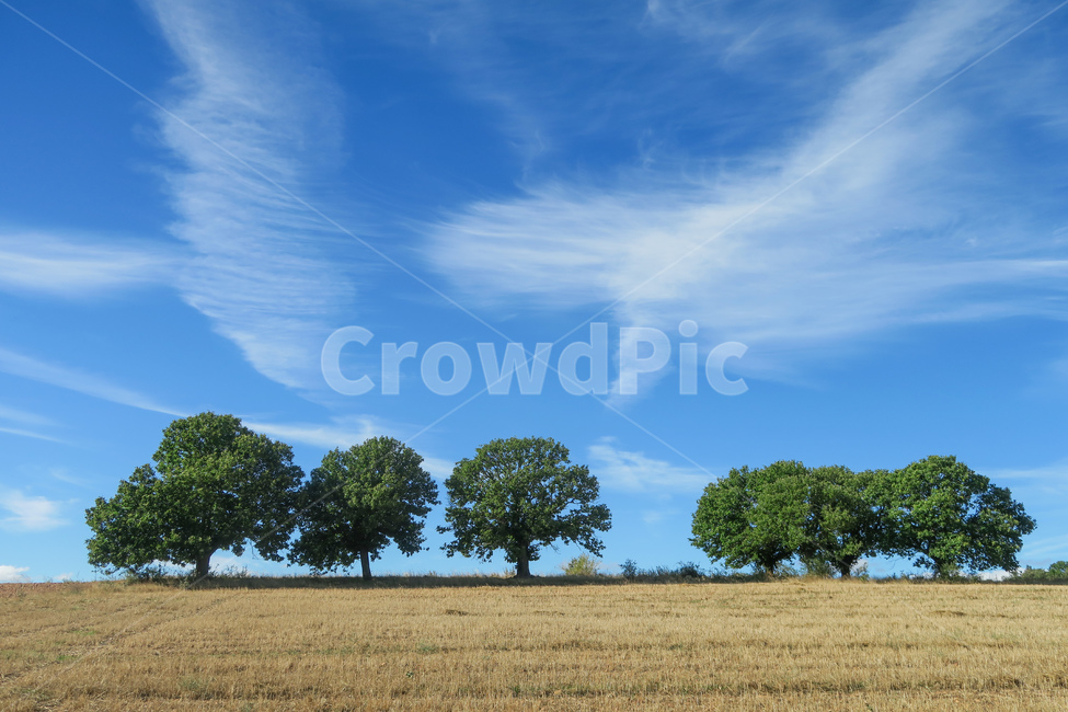 savanna,대초원,식물,plant,나무,tree,outdoors,옥외,grassland,field,들,목초지,스페인,spain,españa,산티아고순례길,순례길,산티아고,순례,pilgrim,peregrino,caminodesantiago,camino,순례자,nature,자연,길,road,way,dirtroad,흙길,풍경,landscape,아스토르가가는길,아스토르가,aastorga,toastorga