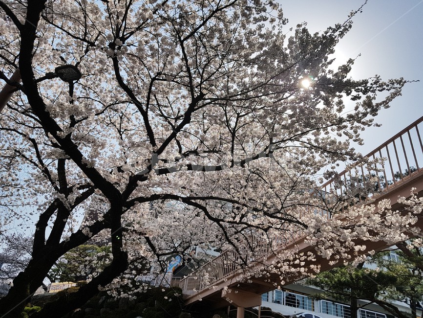 벚꽃,벚꽃나무,벚나무,cherryblossom,orientalcherry,자연,풍경,nature,landscape,식물,plants,꽃,flower,plant,blossom,cherry blossom