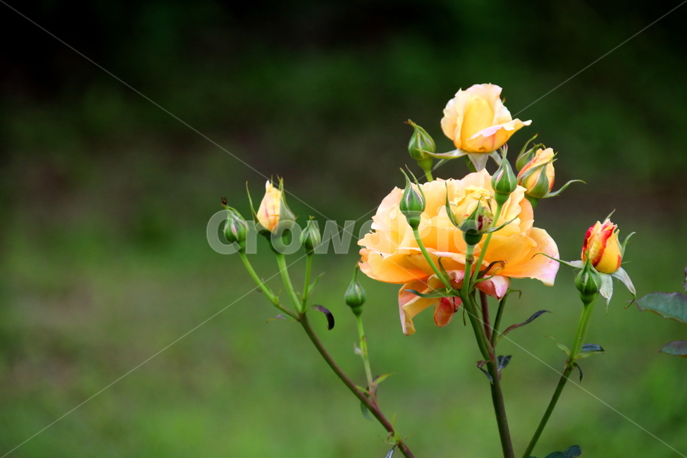 식물,꽃,장미,봄,자연,식물,자연,plants,nature,꽃,flower