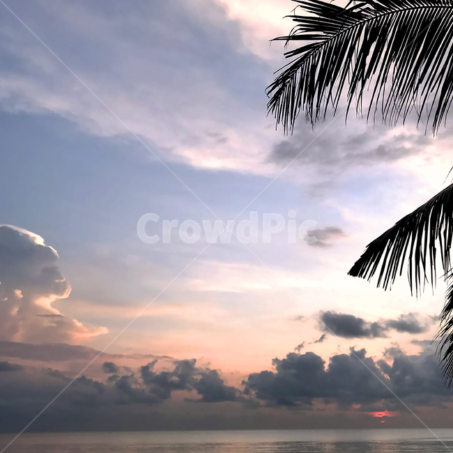 휴양지,노을,선셋,summer,여름,palmtree,야자수,sunset,감성사진,바다,바다노을
