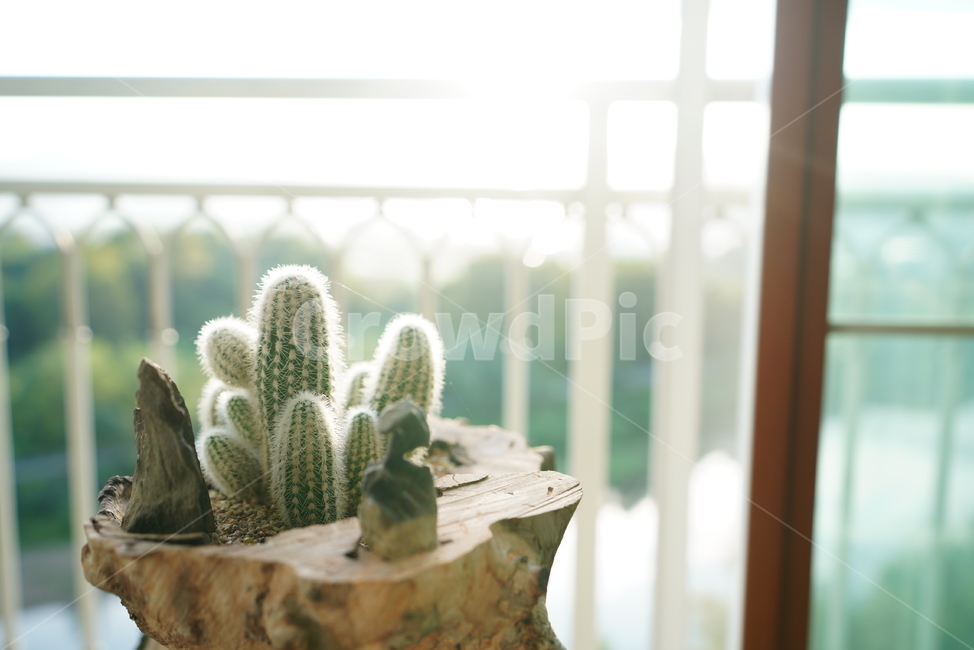 plant,식물,선인장,생물,생명,가시,창가,햇살,실내용화초,화분,화초,house plant