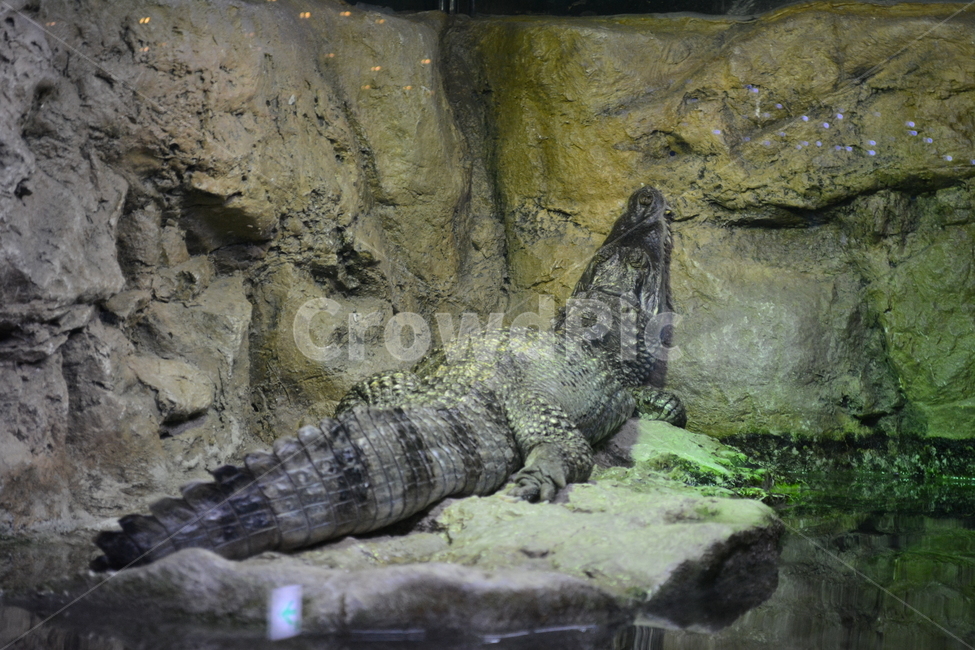 animal,동물,lizard,도마뱀,악어