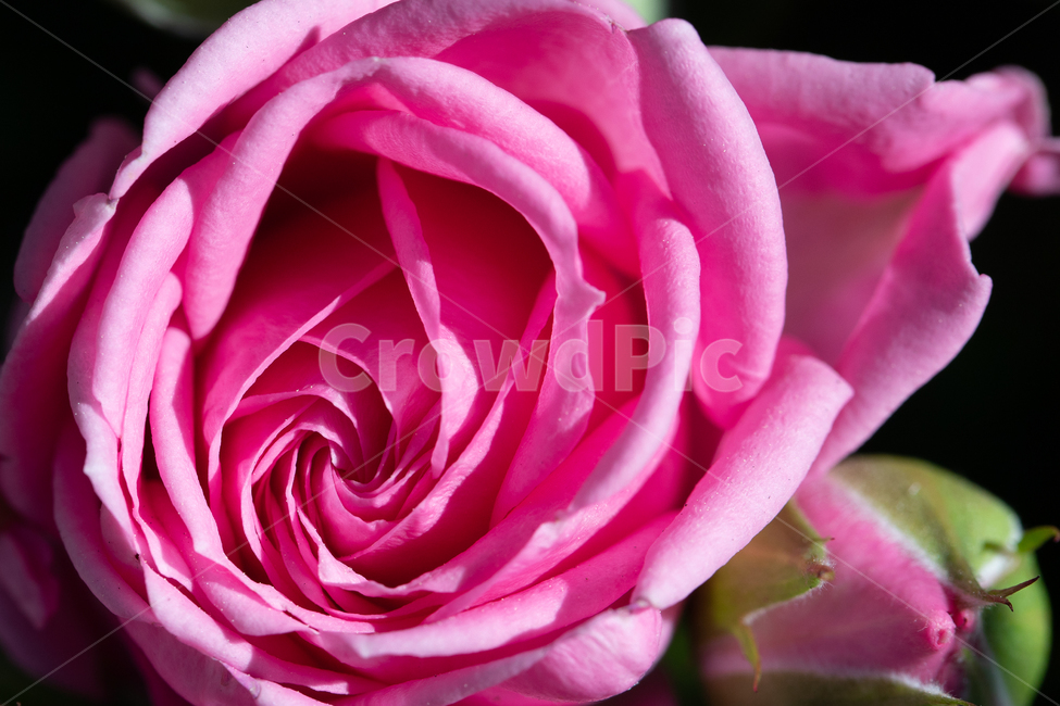 자연,꽃,장미,붉은색,rose,붉은장미,봄,계절,spring,season,식물,자연,plants,nature,꽃,flower,blossom,plant