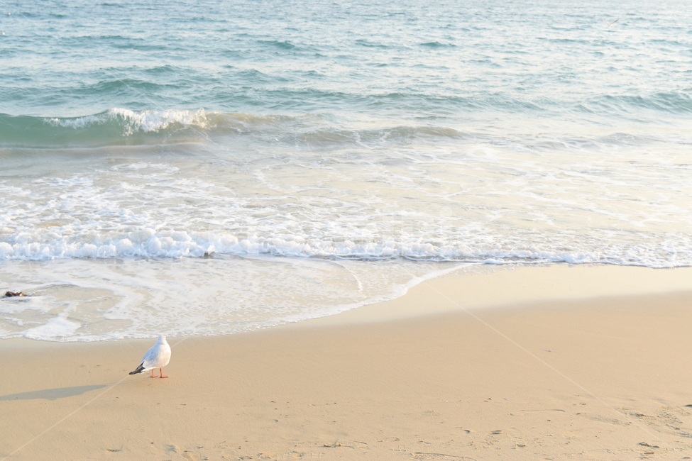 해안가,바다,백사장,파도,모래,모래사장,해안,ocean,대양,물,해안선,shoreline,자연,nature,outdoors,옥외,sea,wave,waves,sandbeach,sandybeach,sand,seagull,gull