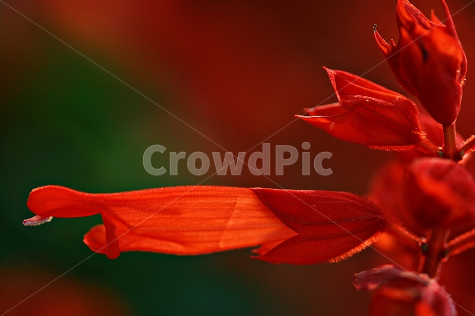 꽃,봄,식물,자연,플라워,산책,공원,식물,자연,plants,nature,꽃,flower