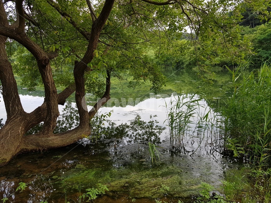 호수,나무,연못,자연,녹색
