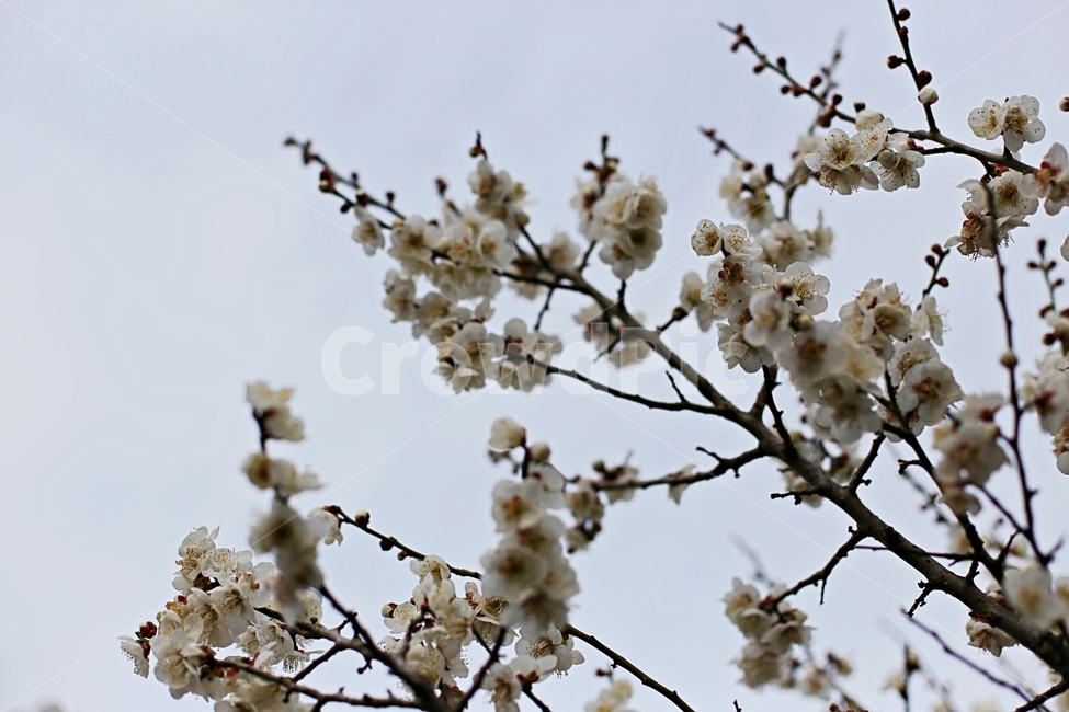 매화마을,매화꽃,매화축제,매화,꽃,flower,봄,계절,spring,season,식물,자연,plants,nature,꽃,flower,plant,blossom