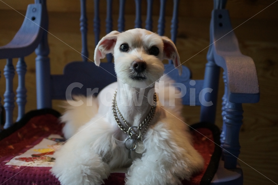 애견,애견포토,애견미용,강아지,애견펜션,동물,animal,포유류,mammal,개,강아지,dog,doggy
