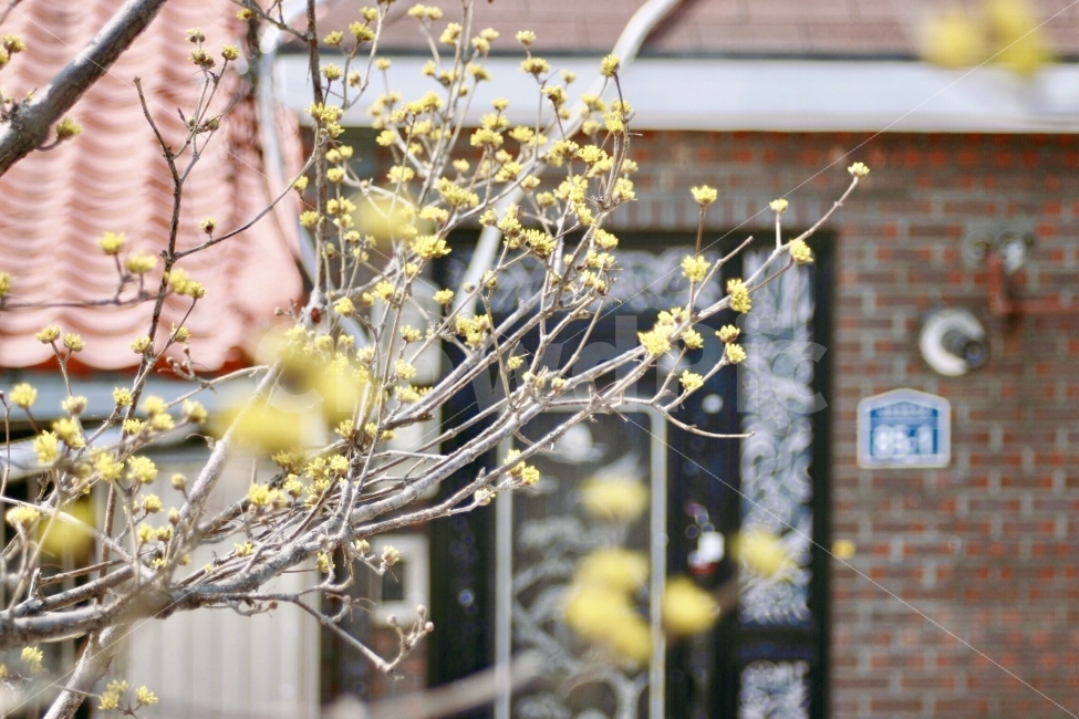 꽃,풍경,봄,캐논,캐논700d,landscape,spring,flower,canon,canon700d,자연,nature,한국,korea,봄,계절,spring,season,식물,자연,plants,nature,꽃,flower