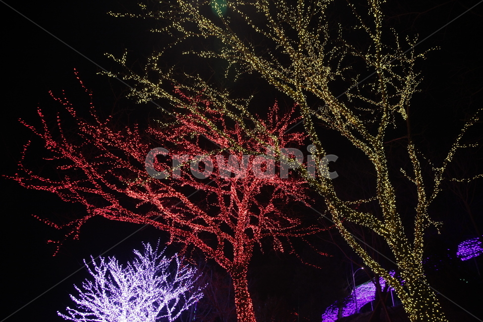 빛,나무,야경,색,독특한,야경,밤,풍경,nightscape,night,landscape,식물,자연,plants,nature,나무,trees,wood,outdoors,옥외