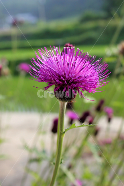 closeup,colorful,flower,garden,green,macro,natural,nature,pink,plant,purple,singleflower,spined japanese thistle,thistle,violet,엉겅퀴,클로즈업,꽃,생화,식물,그린,녹색,정원,공원,핑크,분홍색,퍼플,보라색,꽃송이,한송이,자연,자주색,식물,자연,plants,nature,꽃,flower