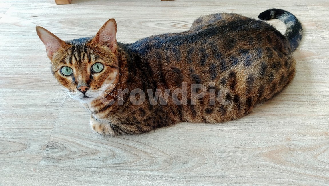 뱅갈고양이,고양이,반려묘,bengalcat,cat,동물,animal,포유류,mammal,고양이,cat,kitten,kitty