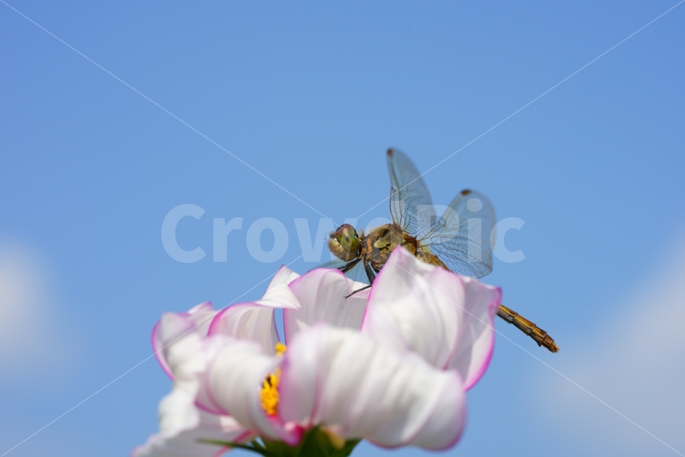가을,파란하늘,잠자리,코스모스,꽃,fall,sky,flower,감성,sensitive,식물,자연,plants,nature,동물,animal,곤충,벌레,insect,bug,꽃,flower