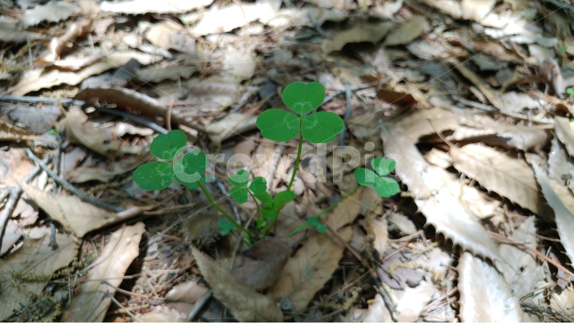 생명,새싹,떡잎,자연,배경,크로바,성장,녹색,식물,자연,plants,nature