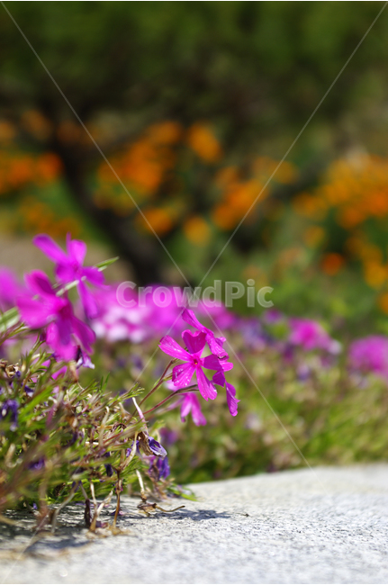 꽃잔디,꽃,꽃밭,컬러,식물,flower,color,식물,자연,plants,nature,꽃,flower