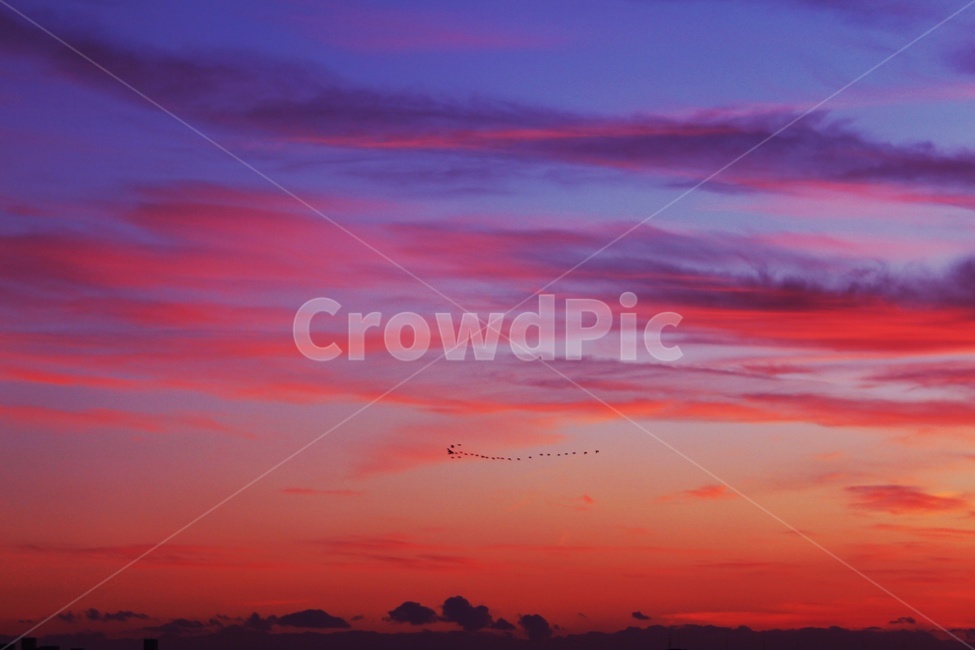 하늘,구름,새,노을,sky,자연,풍경,nature,landscape,outdoors,옥외,dawn,새벽,red sky,붉은 하늘,sunset,일몰,dusk,황혼