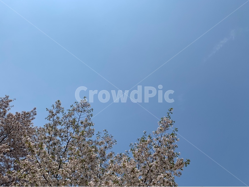 하늘,벚꽃,벚꽃하늘,파란하늘,봄,식물,자연,plants,nature,꽃,flower