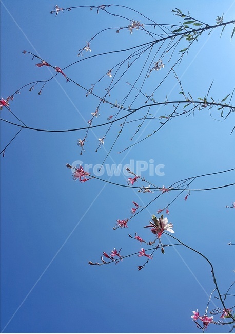 하늘,꽃,여름,태양,햇빛,길가,sky,여유,식물,자연,plants,nature,나무,trees,wood