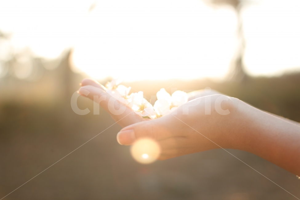 사람,손,벚꽃,햇살,따뜻함,반짝,빛,감성,봄,노을,두손,휴식,힐링,rest,relaxation,healing,식물,자연,plants,nature,꽃,flower,사람,인물,인간,human,person,감성,sensible,feeling