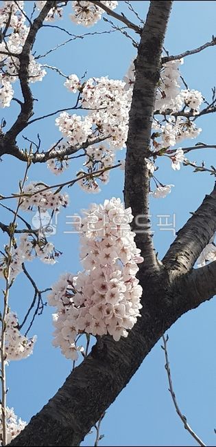 sky,petal,Cherry Blossom,tree,flower