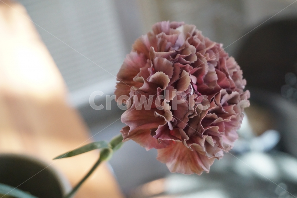 꽃,꽃사진,카네이션,어버이날,어버이날꽃,감성사진,느낌사진,플라워,flower,FLOWER,꽃,flower,기념일,축하,anniversary,congratulation,celebrate,celebration