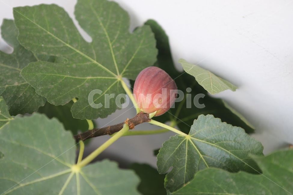 무화과,과일,식물,농작물,직접키운,식물,자연,plants,nature