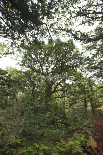 숲,녹색,산책,휴식,감성,plant,식물,tree,나무,treetrunk,나무줄기,바람,흔들림