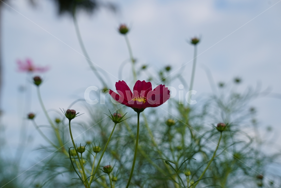 코스모스,cosmds,두상화,국화과,plant,식물,꽃,flower,식물,자연,plants,nature,꽃,flower