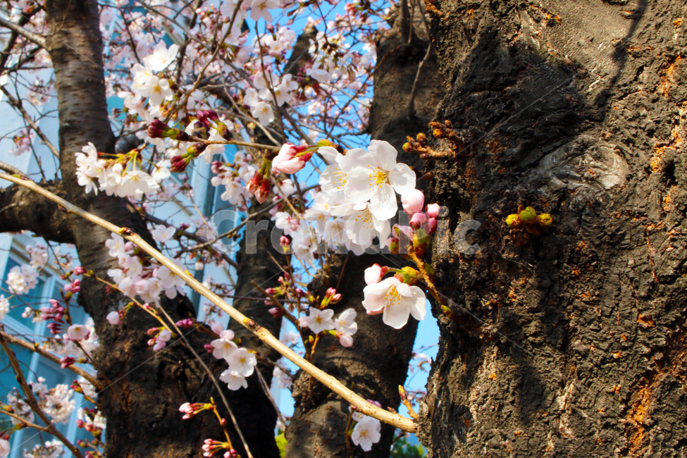 plant,cherryblossom,flower,꽃,blossom,벚꽃,벚나무,나무,자연,식물