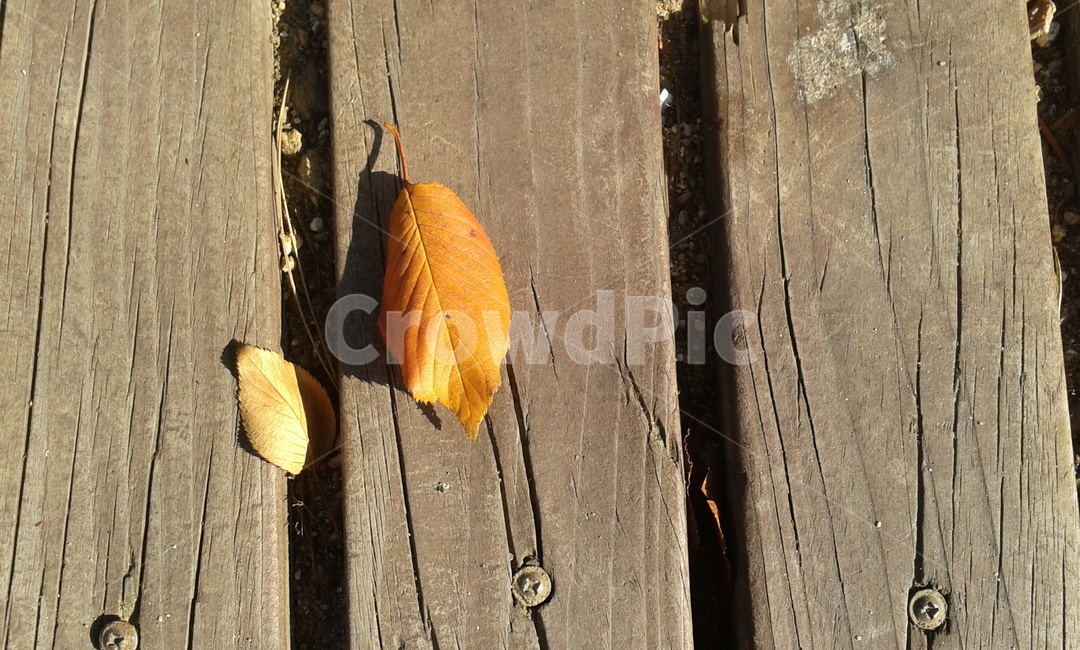 나무,나뭇잎,잎,leaf,식물,가을,계절,fall,autumn,season