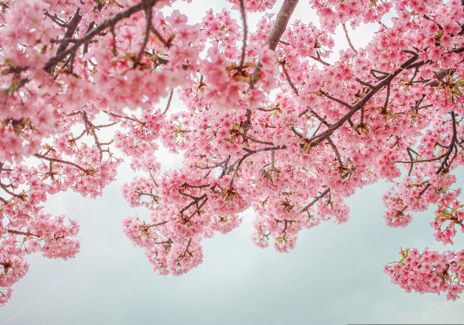 벚꽃,꽃,감성,자연,색감,색상,핑크,분홍,봄,봄꽃,풍경,blossom,flower,spring,cherryblossom,pink,봄,계절,spring,season,식물,자연,plants,nature,꽃,flower