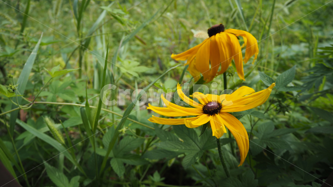 야생화,꽃,식물,wildflower,flower,plant,blossom,outdoor,야외,식물,자연,plants,nature,꽃,flower