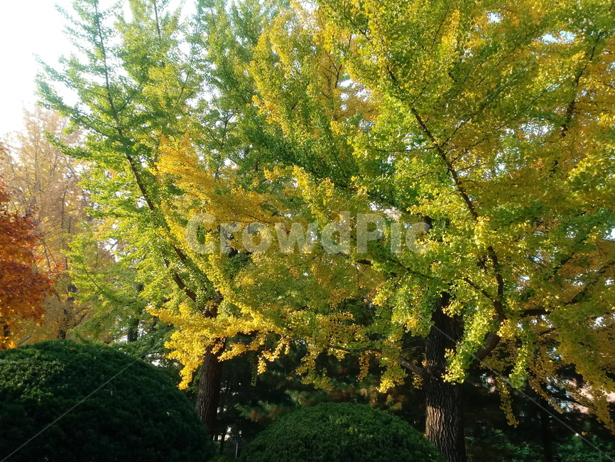 가을,단풍,낙엽,maple,plant,식물,단풍나무,단풍잎,leaf,잎,tree,나무,계절,fallautumnseason,가을단풍,자연,풍경,경치,가을,계절,fall,autumn,season,식물,자연,plants,nature,나무,trees,wood,tree trunk,나무 줄기