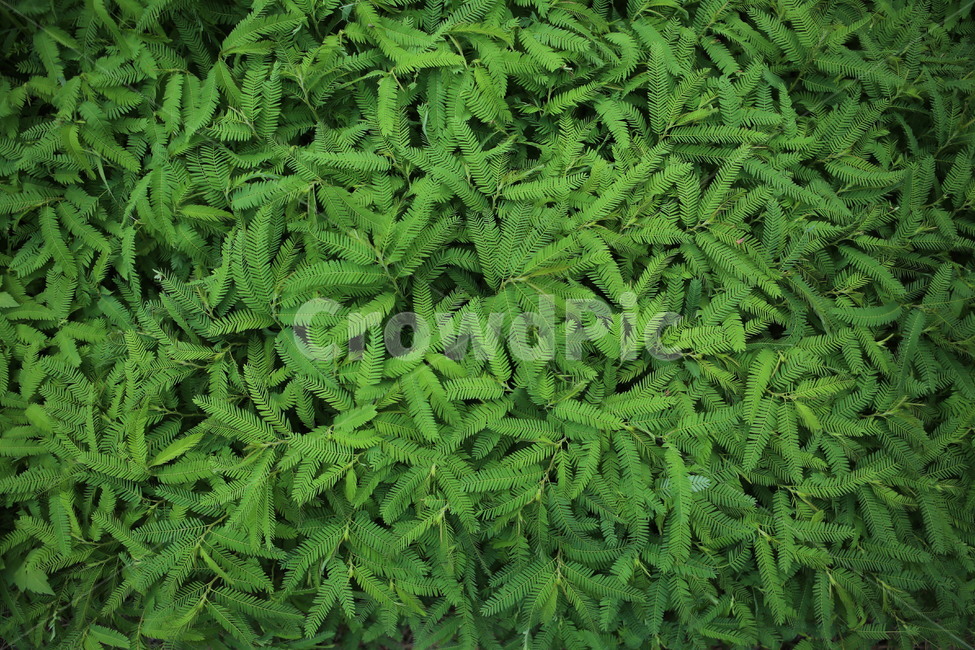 풀잎,초록,패턴,green,배경,자연