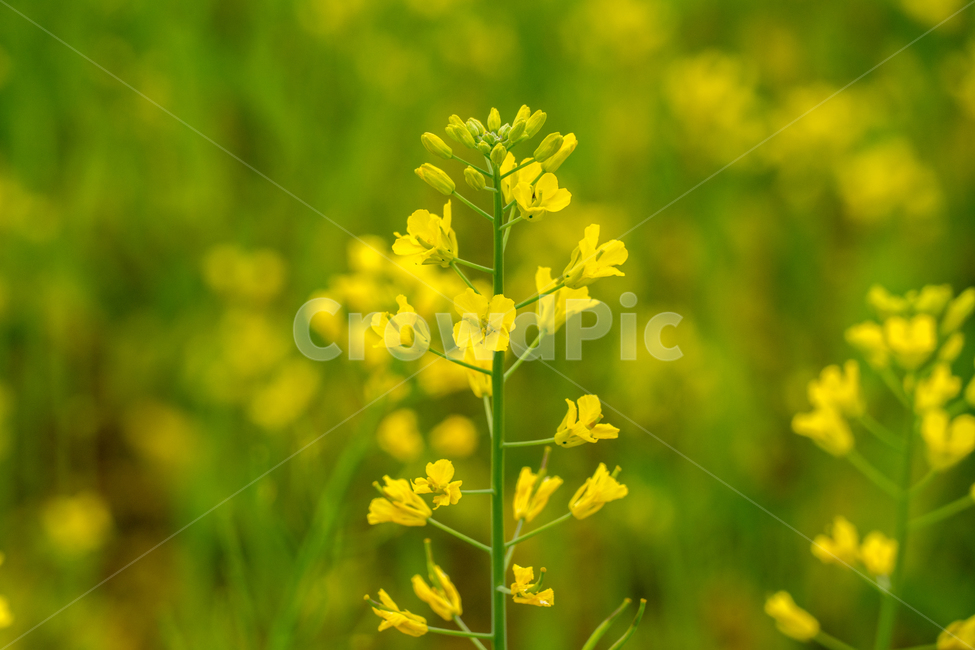 유채,봄,봄꽃,꽃,노랑,근접,자연,식물,자연,plants,nature,꽃,flower