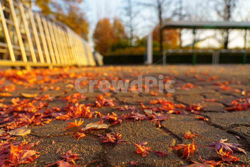 낙엽,바닥,분위기,따뜻한,해질녘,나무,공원,보도블럭,단풍,가을,autumn,warm,웜톤,mood,park,trees,fall,leaves,가을,계절,fall,autumn,season,plant,식물,leaf,잎