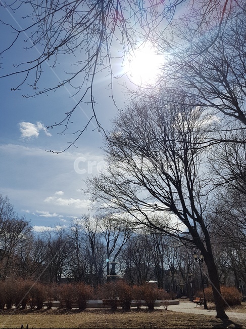 tree,나무,plant,식물,공원,동네산책