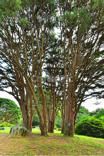 소나무,반송,줄기,자연,배경,풍경,바탕,백그라운드,tree,나무,나무줄기,plant,식물,토종,우리것,칩엽수,고목,파인트리,pinetree,자연경관,수목,식물,자연,plants,nature,나무,trees,wood