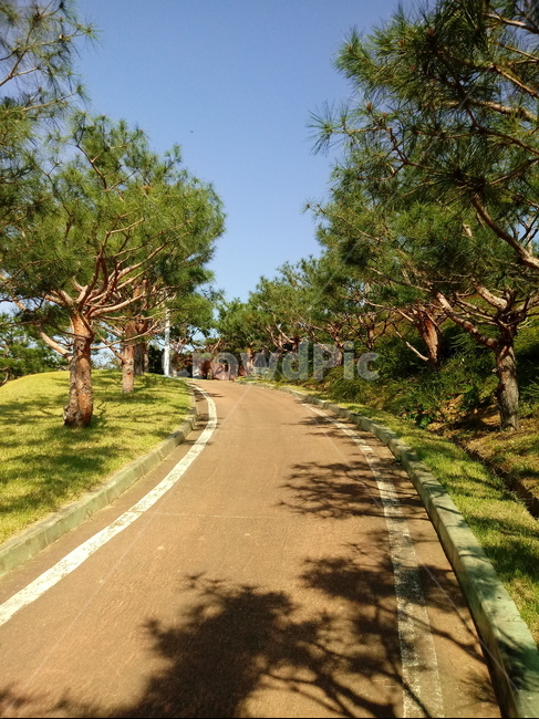 소나무,식물,송유송,여송,자송,청송,상록교목,plant,tree,나무줄기,솔잎,길,도로,산책로,자연,풍경,nature,landscape,asphalt,아스팔트,road