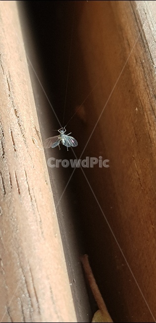 곤충,벌레,자연,생명체,날개,조그만,경이로움,동물,animal,곤충,벌레,insect,bug