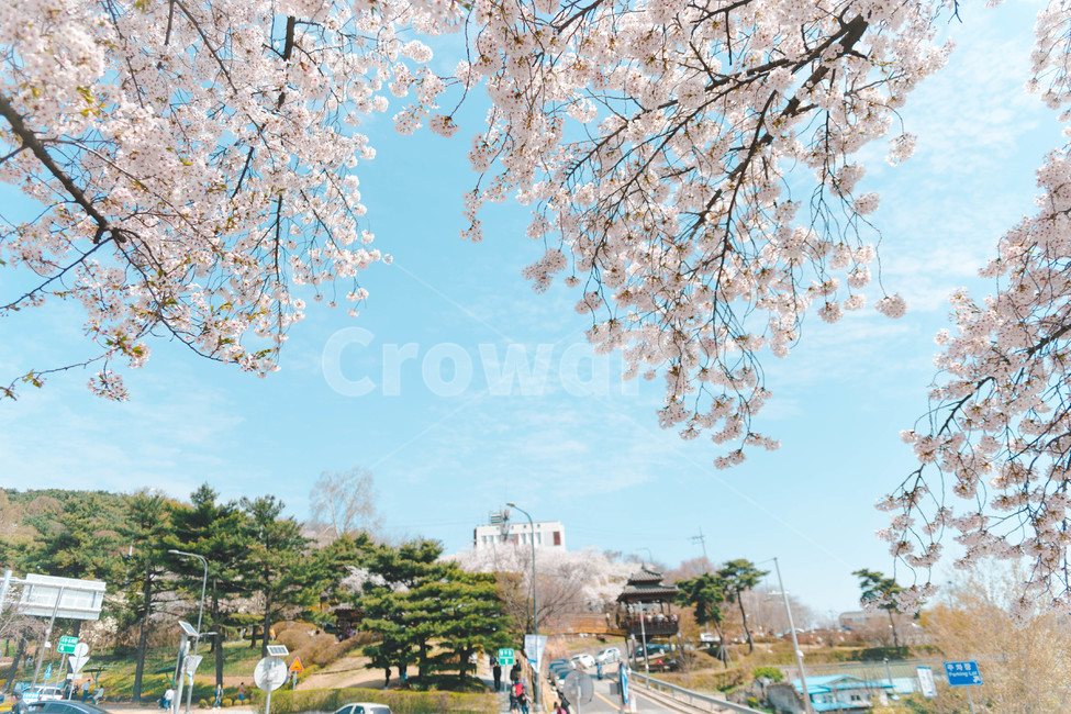 봄,벚꽃,꽃잎,flower,cheeryblossom,봄꽃