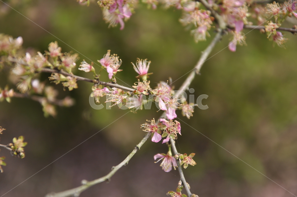 작은꽃,봄,벚꽃,접사,나무가지,식물,자연,plants,nature,꽃,flower