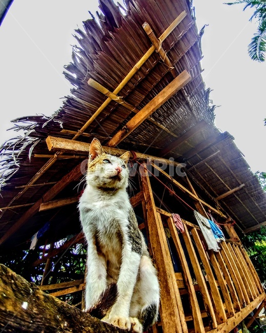고양이,집,대장,엄마,늙은고양이